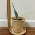 ランキングキーワードに紐づく投稿画像-観葉植物