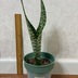 ランキングキーワードに紐づく投稿画像-観葉植物