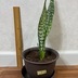 ランキングキーワードに紐づく投稿画像-観葉植物