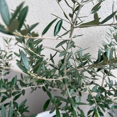 オリーブの木の画像