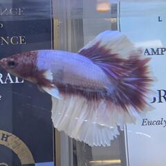 ベタ ローズテール？ダンボ 綺麗です 4匹いますの画像