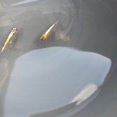 桔梗菊　メダカ　卵　めだかの画像
