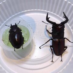 ノコギリクワガタのペア？の画像