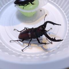 ノコギリクワガタのペア？の画像