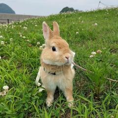 ネザーランド