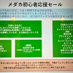 メダカ1匹100円セール【初心者限定】の画像