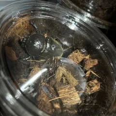 国産カブトムシ　♂♀ペア２セットの画像