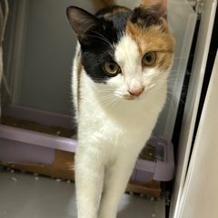 三毛猫姉妹