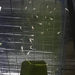 人気 ✨【紅帝メダカ】成長が安定した生後2週〜稚魚10匹②の画像