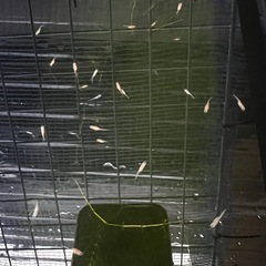 人気 ✨【紅帝メダカ】成長が安定した生後2週〜稚魚10匹②の画像