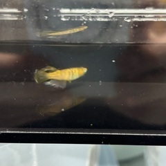 金閣　メダカ　卵　めだかの画像