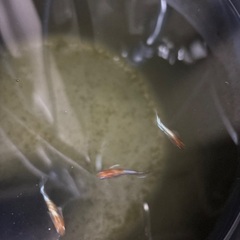 朱光菊　メダカ　2ペア　めだかの画像
