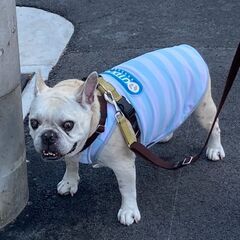 犬用 服 OUTDOOR PRODUCTS アウトドアプロダクツ 冷却 暑さ対策 クールウェア 中型犬の画像