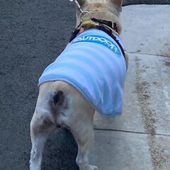 犬用 服 OUTDOOR PRODUCTS アウトドアプロダクツ 冷却 暑さ対策 クールウェア 中型犬の画像