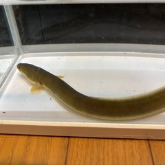 天然うなぎ　約50cm 生体の画像