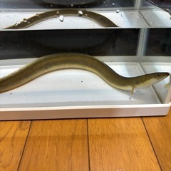 天然うなぎ　約50cm 生体の画像