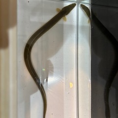天然うなぎ　約50cm 生体の画像