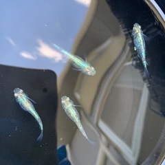 緑光鋼　メダカ　めだかの画像