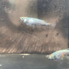 緑光鋼　メダカ　めだかの画像
