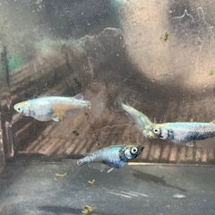 緑光鋼　メダカ　めだかの画像