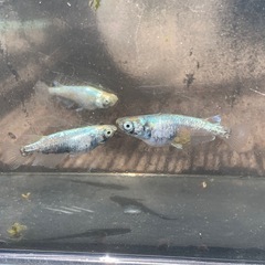 緑光鋼　メダカ　めだかの画像