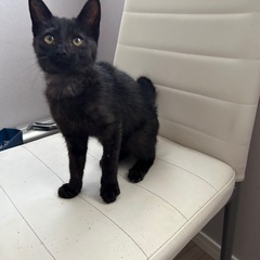 甘えん坊の黒猫ちゃん