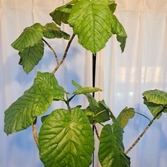 観葉植物　ウンベラーダ 8号の画像