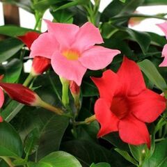 観葉植物　マンデビラ　リオ　の画像