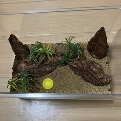 鈴虫飼育セットの画像