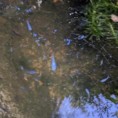 めだか　稚魚の画像