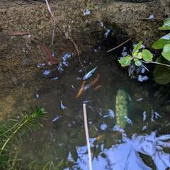 めだか　稚魚の画像