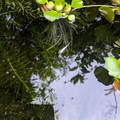 めだか　稚魚の画像