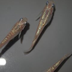 メダカ　ピンクサファイア稚魚（１㎝位）　10匹＋２の画像