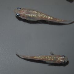 メダカ　ピンクサファイア稚魚（１㎝位）　10匹＋２の画像