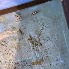 メダカの画像