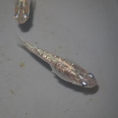 メダカ　黒幹之カガミ鱗稚魚（１㎝前後）　10匹の画像