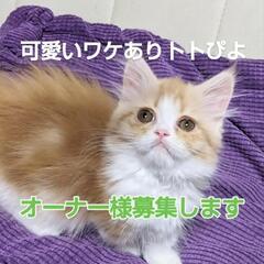 ぽよぽよ可愛いミヌエット短足ボーイ