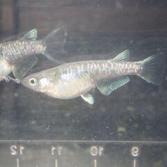 メダカ　黒幹之カガミ鱗稚魚（１㎝前後）　10匹の画像
