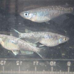 メダカ　黒幹之カガミ鱗稚魚（１㎝前後）　10匹の画像