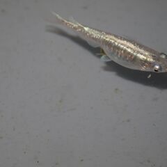 メダカ　黒幹之カガミ鱗稚魚（１㎝前後）　10匹の画像