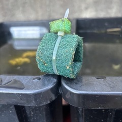 夏休みの自由研究に最適です😊メダカの観察日記🐠の画像