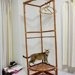 籐家具／ハンガーラックの画像