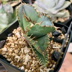 アガベ小株【クラブ（螃蟹）】
の画像