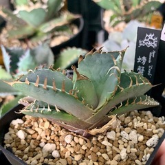アガベ小株【クラブ（螃蟹）】
の画像