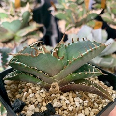 アガベ小株【クラブ（螃蟹）】
の画像