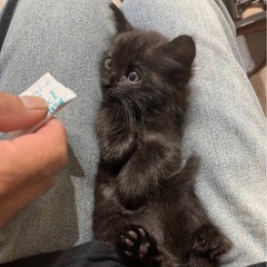 お目クルクル長毛モカちゃん