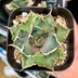ランキングキーワードに紐づく投稿画像-多肉植物