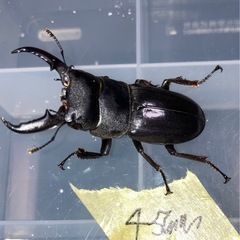 本土ヒラタクワガタの画像