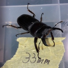 本土ヒラタクワガタの画像