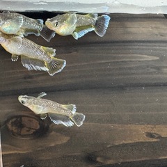 夢中メダカ直系フロマージュ若魚の画像